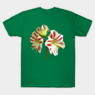 Amaryllis Sydney T-Shirt